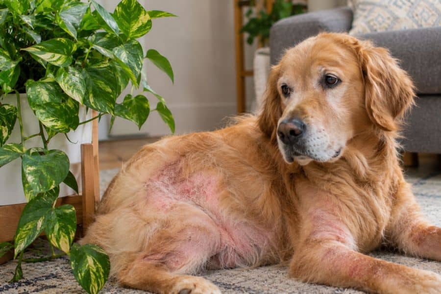 Skin Allergy
